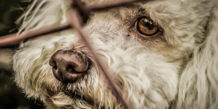 Comment calmer un chien qui aboie sans cesse ?