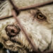Comment calmer un chien qui aboie sans cesse ?