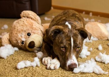 Comment calmer un chien qui détruit tout ?