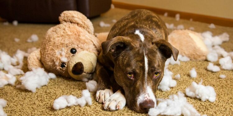 Comment calmer un chien qui détruit tout ?