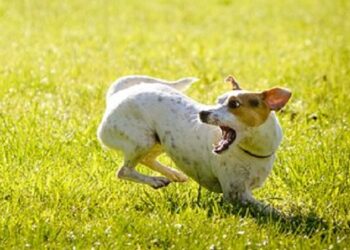 Comment calmer un chien qui tourne en rond ?