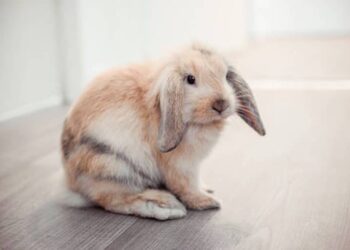 Comment calmer un lapin la nuit ?