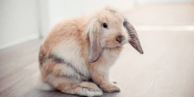 Comment calmer un lapin la nuit ?