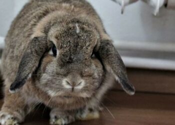 Comment calmer un lapin nain agressif ?