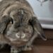 Comment calmer un lapin nain agressif ?