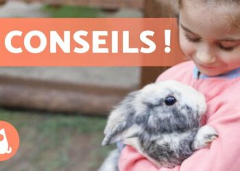 Comment calmer un lapin qui a peur ?