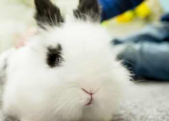 Comment calmer un lapin qui tape du pied ?