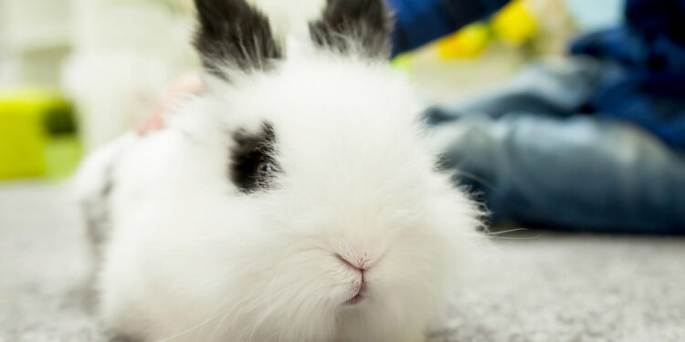 Comment calmer un lapin qui tape du pied ?