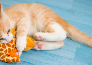 Comment calmer un petit chaton ?