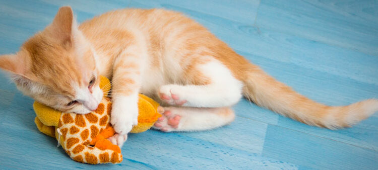 Comment calmer un petit chaton ?