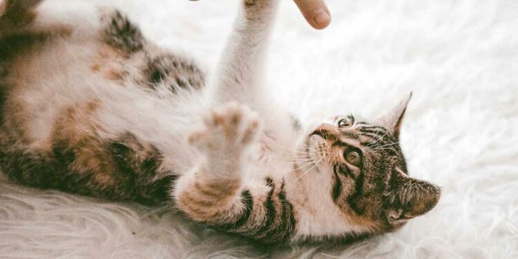 Comment calmer un petit chaton ?