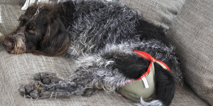 Comment camoufler l'odeur d'une chienne en chaleur ?