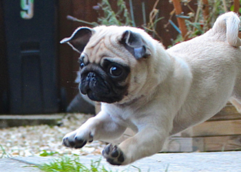 Comment caresser un Carlin ?