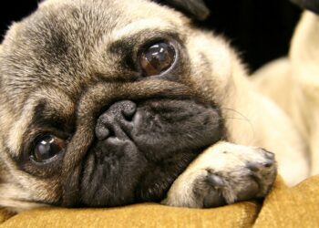 Comment caresser un Carlin ?