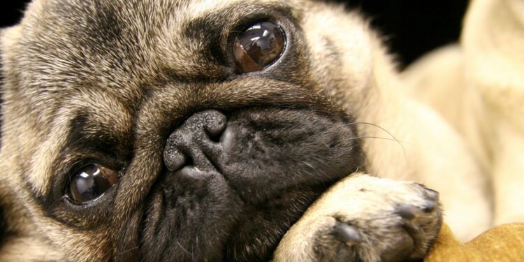 Comment caresser un Carlin ?