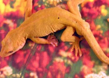 Comment caresser un gecko ?
