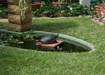Comment changer l'eau d'une tortue d'eau ?