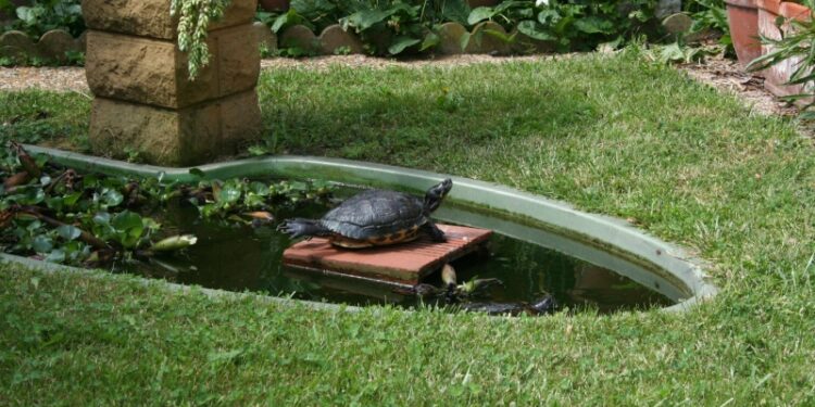Comment changer l'eau d'une tortue d'eau ?