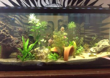 Comment chauffer l'eau de l'aquarium ?