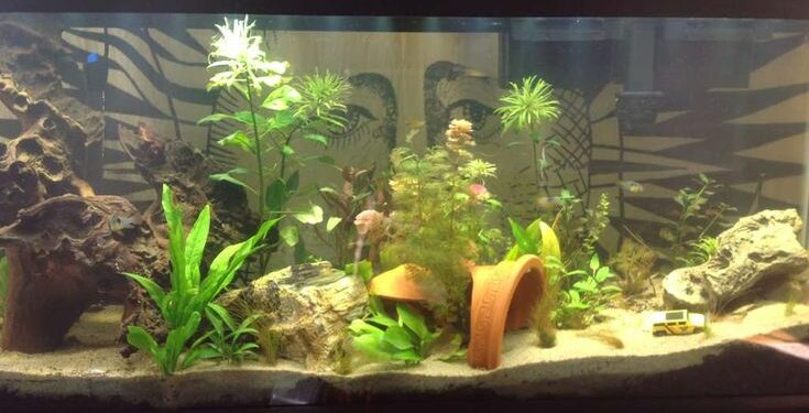 Comment chauffer l'eau de l'aquarium ?