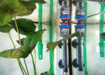 Comment chauffer l'eau des poissons ?