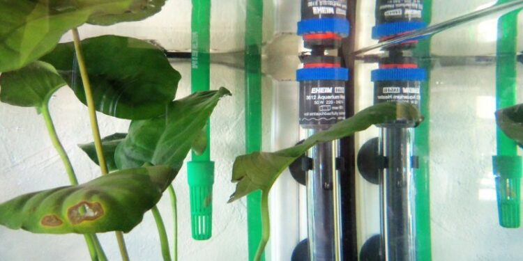 Comment chauffer l'eau des poissons ?