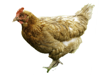 Comment chauffer les poussins d'un jour ?