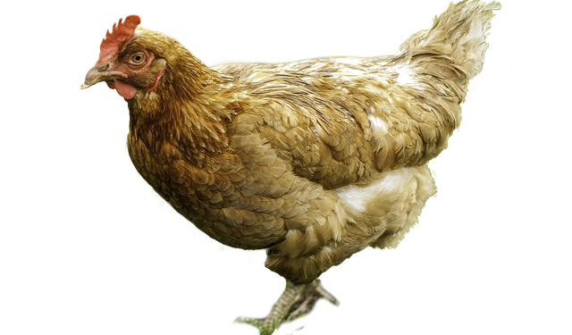 Comment chauffer les poussins d'un jour ?