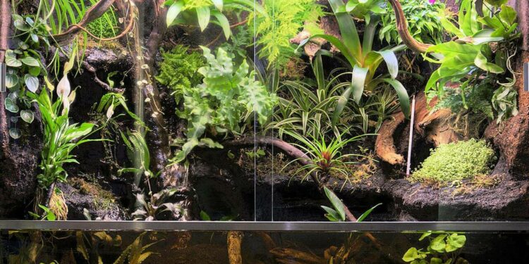 Comment chauffer son paludarium ?