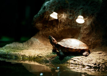 Comment chauffer une tortue de terre ?