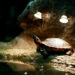 Comment chauffer une tortue de terre ?