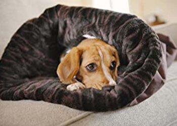 Comment choisir la taille d'un panier pour chien ?