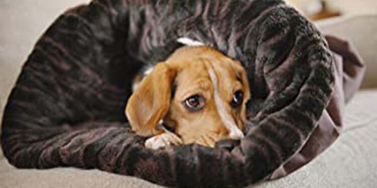 Comment choisir la taille d'un panier pour chien ?