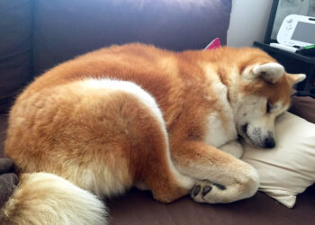 Comment choisir un chien calme ?