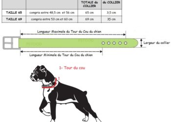 Comment choisir un collier pour son chien ?