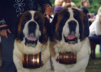 Comment choisir un collier pour son chien ?