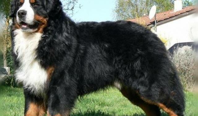 Comment choisir un coussin pour chien ?