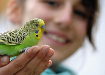 Comment choisir un oiseau de compagnie ?