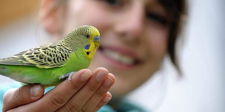 Comment choisir un oiseau de compagnie ?