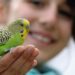 Comment choisir un oiseau de compagnie ?