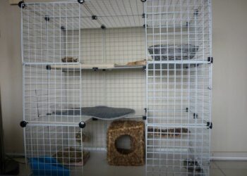 Comment choisir une cage à lapin ?