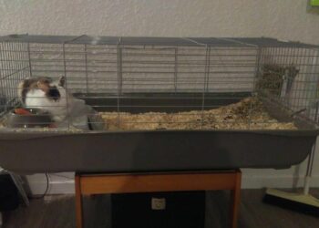 Comment choisir une cage à lapin ?