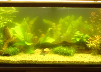 Comment clarifier de l'eau ?