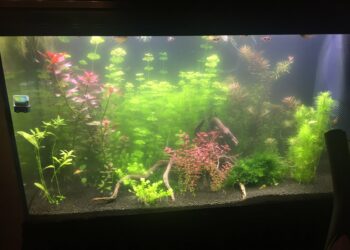 Comment clarifier de l'eau ?