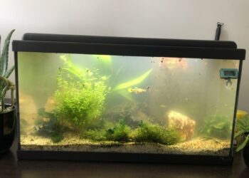 Comment clarifier de l'eau ?