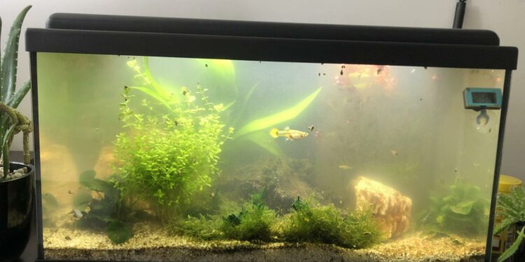 Comment clarifier de l'eau ?