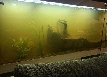 Comment clarifier de l'eau ?