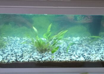 Comment clarifier de l'eau ?