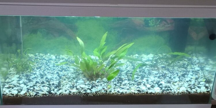 Comment clarifier de l'eau ?