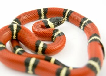 Comment classer les reptiles ?